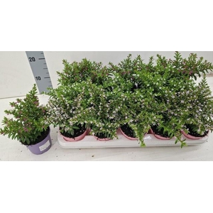 CUPH HYSSOPIFOLIA