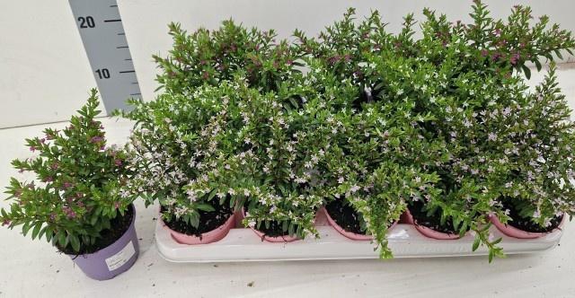 <h4>CUPH HYSSOPIFOLIA</h4>