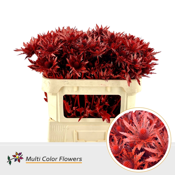 <h4>Eryngium Rood</h4>