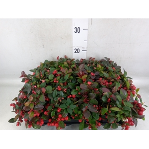 Gaultheria proc.