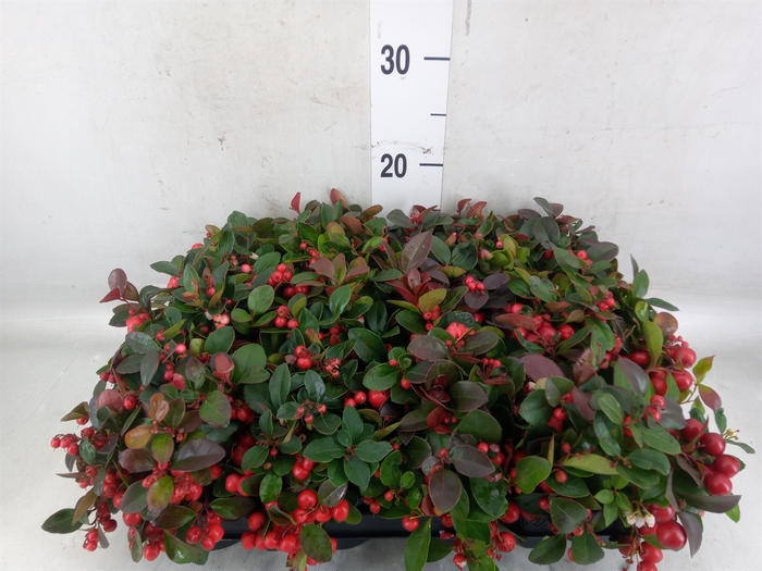 <h4>Gaultheria proc.</h4>