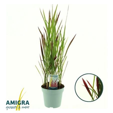<h4>Imperata Cylindrica 'red Baron'</h4>