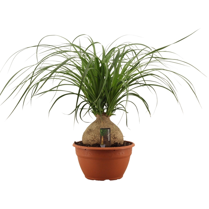 <h4>Beaucarnea bol 20 cm</h4>