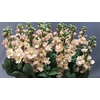 Matthiola Iron Apricot Special (min 1cc 27x30)