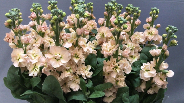 Matthiola Iron Apricot Special (min 1cc 27x30)