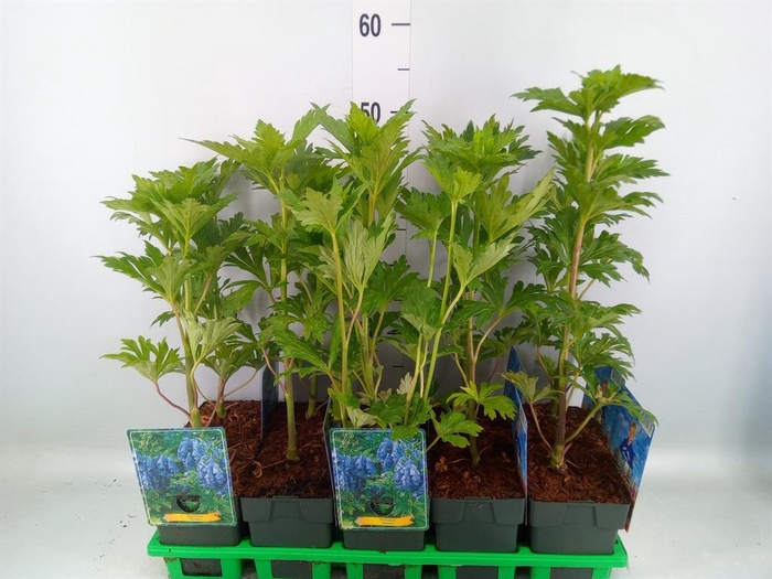 <h4>Aconitum   ...</h4>