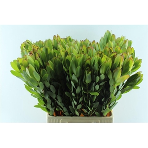 Leucad Saf Goldstrik