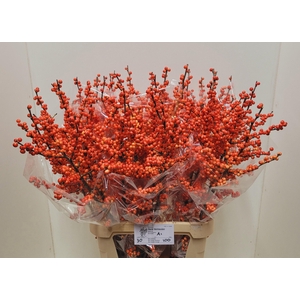 ILEX VE OUDIJ ORANGE