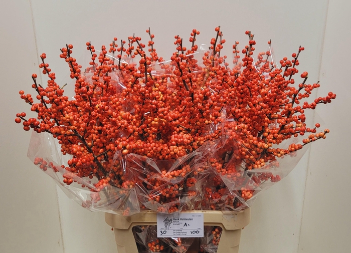 <h4>ILEX VE OUDIJ ORANGE</h4>
