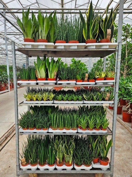 <h4>Sansevieria Mixkar "Rough & Tough"</h4>
