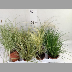 Carex   ...mix