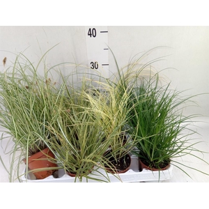 Carex   ...mix