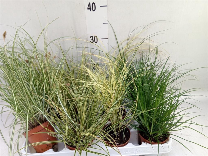 <h4>Carex   ...mix</h4>