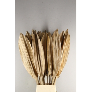 DF Leaf BananaBambo Rib 180cm