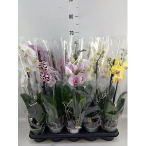 Phalaenopsis   ...mix  5