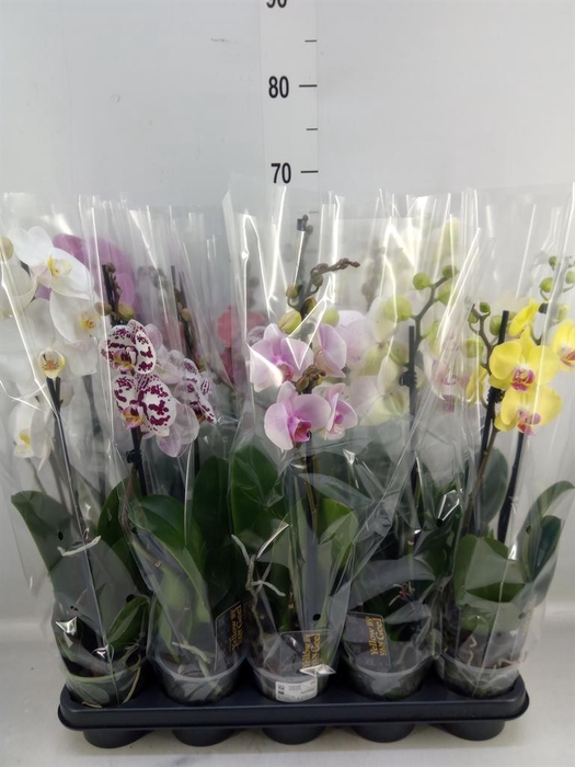 <h4>Phalaenopsis ...mix 5</h4>