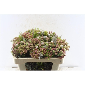 Kaaps Groen Gemengd In Bos