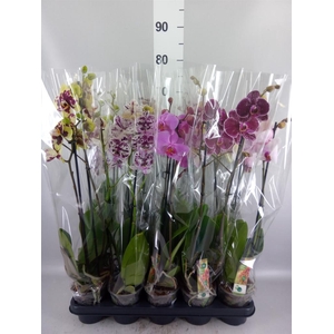 Phalaenopsis   ...mix