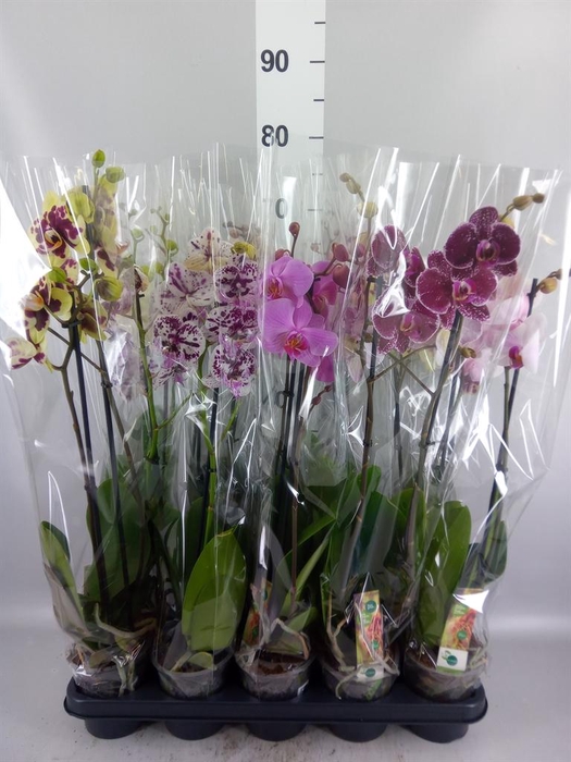 <h4>Phalaenopsis   ...mix</h4>