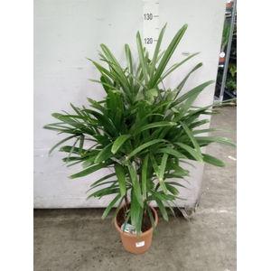 Rhapis excelsa