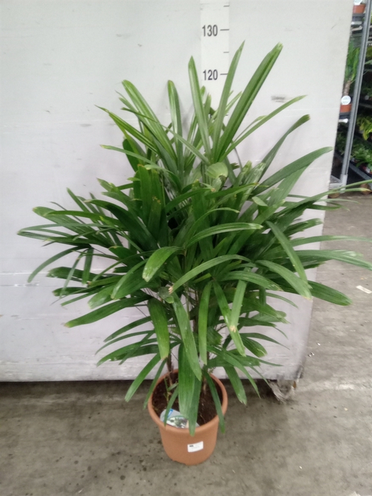 <h4>Rhapis excelsa</h4>
