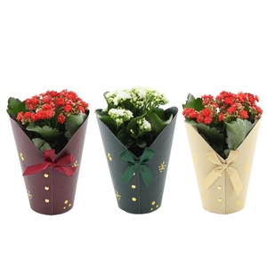 Kalanchoë 12 cm 2 color mix in Gloria cup