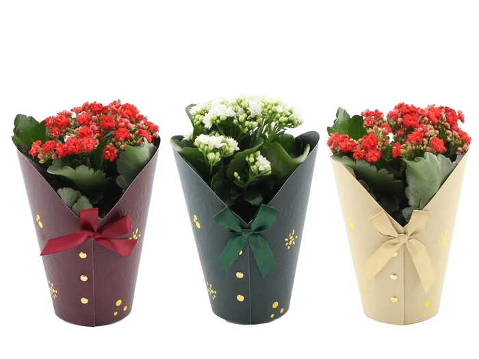 <h4>Kalanchoë 12 cm 2 color mix in Gloria cup</h4>
