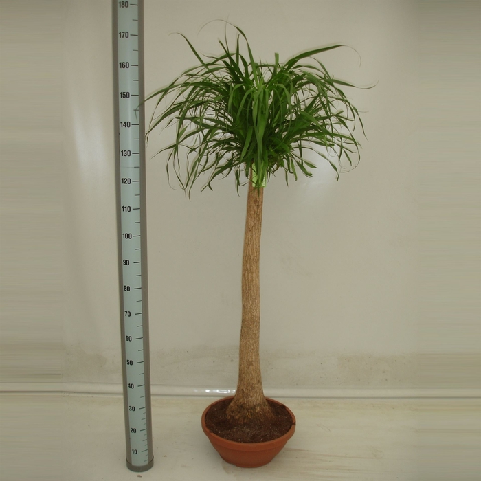 <h4>Beaucarnea recurvata</h4>