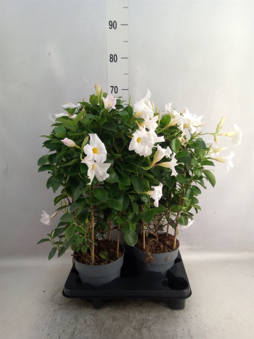 <h4>Mandevilla  'Diamantina Jade White'</h4>