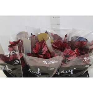 BEGONIA REX BELEAF KOHALA RED P15 PO