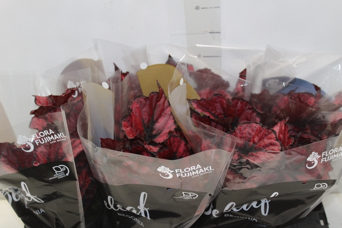 <h4>BEGONIA REX BELEAF KOHALA RED P15 PO</h4>