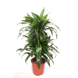 Dracaena Arturo