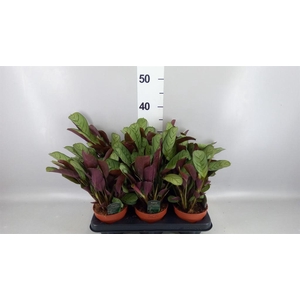Ctenanthe burle-marxii 'Amagris'