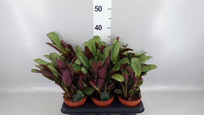 <h4>Ctenanthe burle-marxii 'Amagris'</h4>