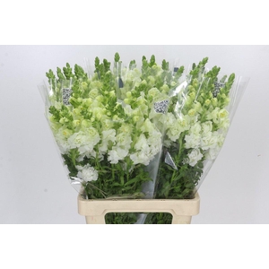 Antirrhinum Holly Double White
