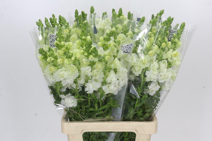 <h4>Antirrhinum Holly Double White</h4>