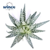 Aloe Humilis Cutflower Wincx-8cm