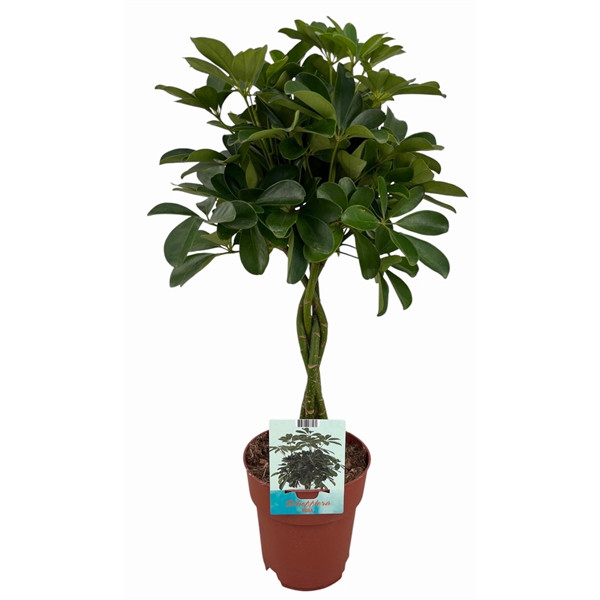 <h4>Schefflera Compacta gevlochten stam</h4>