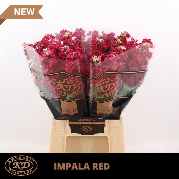 <h4>Matth Impala Red</h4>
