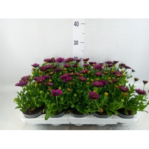 Osteospermum  'FlowPow Dbl Purple'