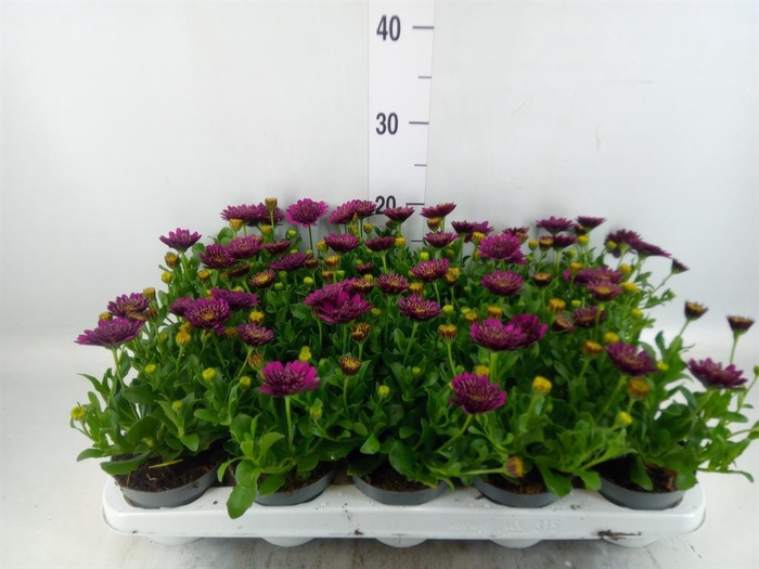 <h4>Osteospermum 'FlowPow Dbl Purple'</h4>