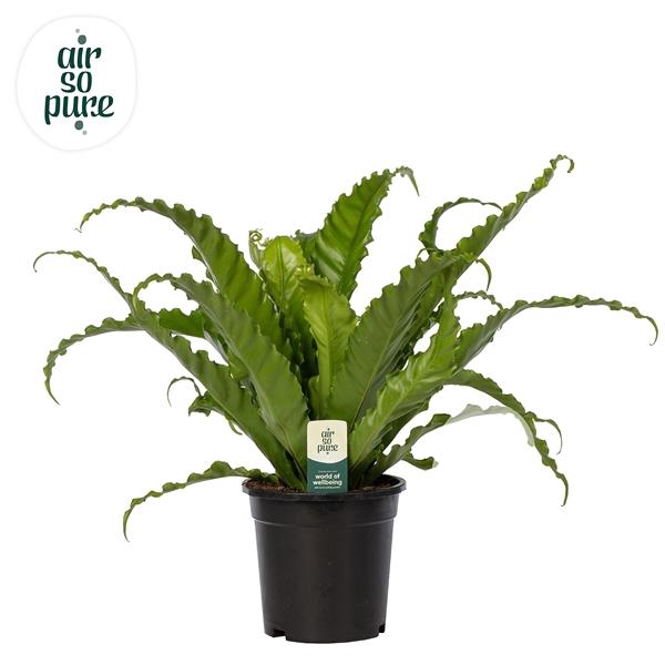 <h4>Asplenium antiquum 'Osaka'</h4>