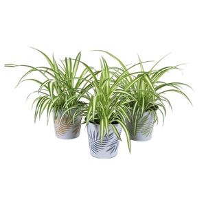 Chlorophytum comosum 'Variegatum'