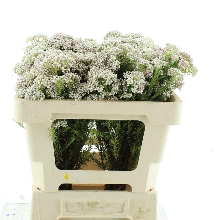 <h4>Ozoth Cooks Light Pink</h4>