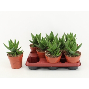 ALOE OV