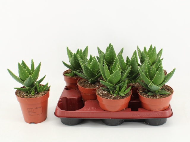 <h4>ALOE OV</h4>