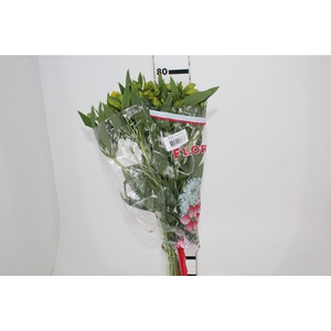 ALSTROEMERIA SUNNY LADY 080 CM