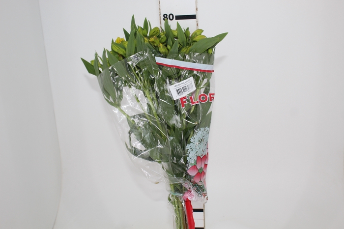<h4>ALSTROEMERIA SUNNY LADY 080 CM</h4>