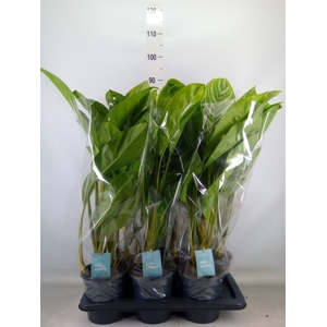 Aglaonema  'Stripes'