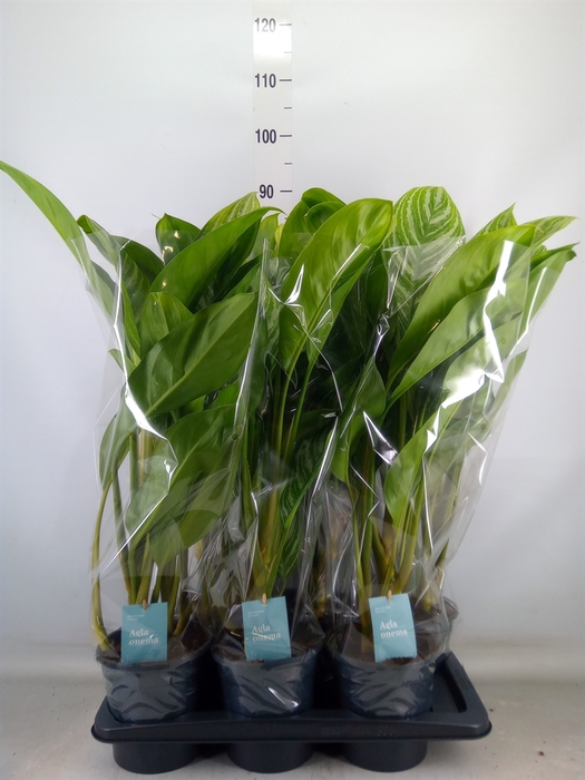 <h4>Aglaonema  'Stripes'</h4>